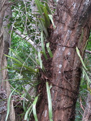 Pyrrosia longifolia