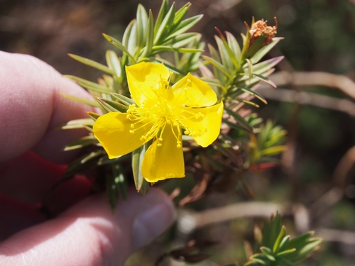 Hypericum irazuense (Hypericum irazuense)