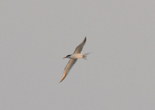 Common Tern (Sterna hirundo)