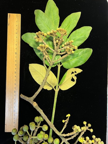 Polyscias kavaiensis observed 2024-05-29