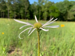Echinacea pallida