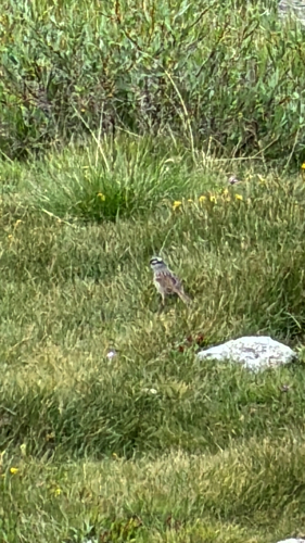 iNaturalist observation photo of Mountain White-crowned Sparrow