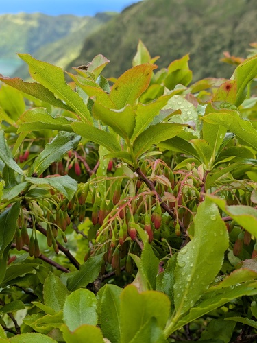 Vaccinium cylindraceum, photograph 5