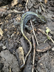 Ambystoma macrodactylum macrodactylum