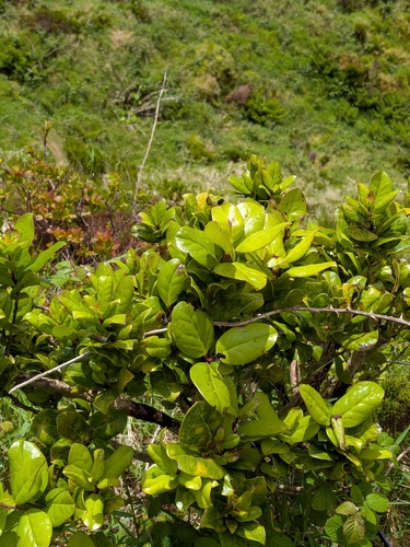 Ilex perado, photograph 5