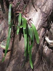 Pyrrosia longifolia