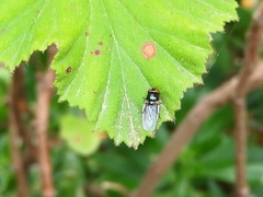 Neosilba