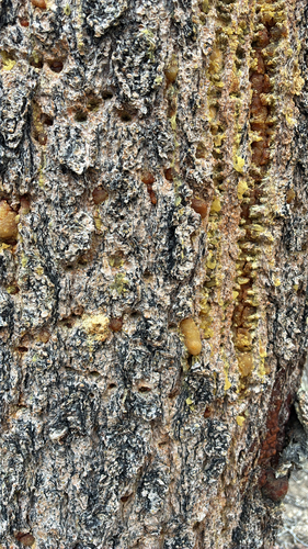 iNaturalist observation photo of Mountain Pine Beetle