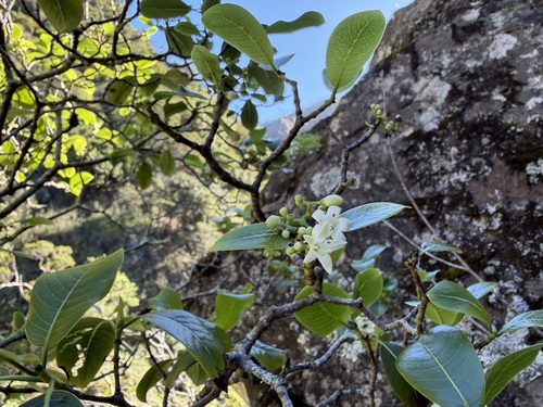 Psychotria greenwelliae observed 2025-11-26
