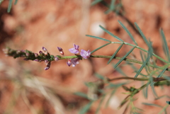 Astragalus gracilis
