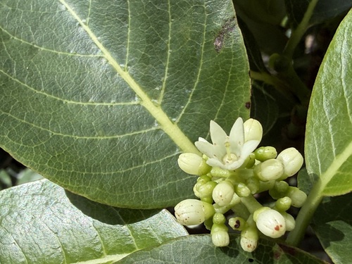 Psychotria greenwelliae observed 2026-05-21