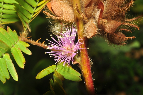 Sensitive Plant