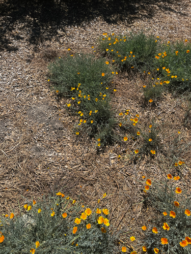 iNaturalist observation photo of California poppy