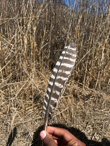 iNaturalist observation photo of Wild Turkey