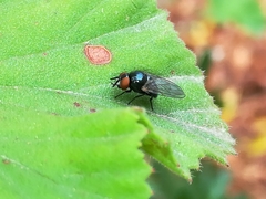 Neosilba