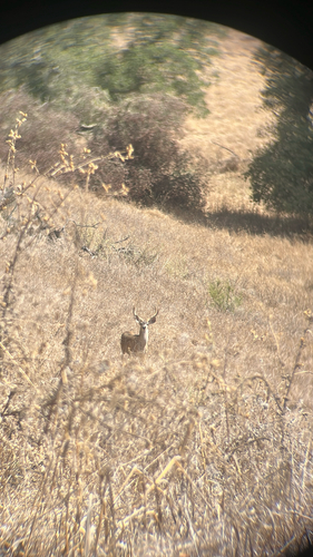 iNaturalist observation photo of Mule Deer