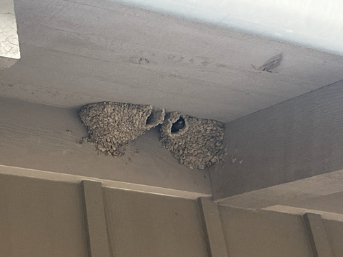 iNaturalist observation photo of Cliff Swallow