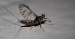 Callibaetis pictus