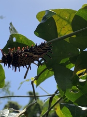 Troides aeacus formosanus
