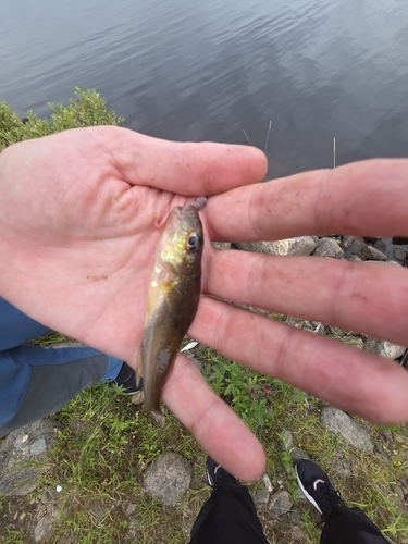 Ruffe