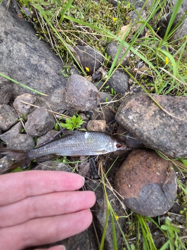 Common Roach