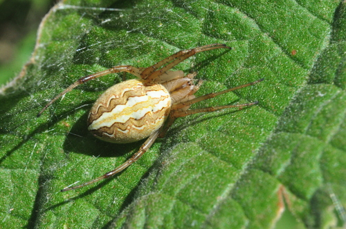 Grass Neoscona Spider