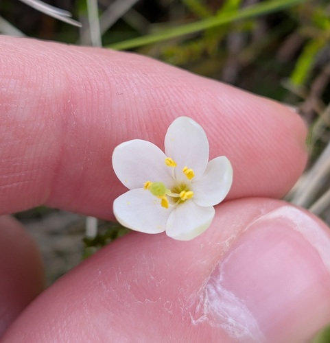 Centaurium scilloides (Centaurium scilloides)