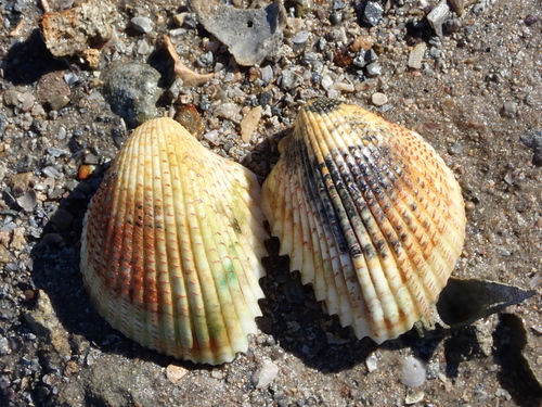 Fragum unedo observed 2026-07-14