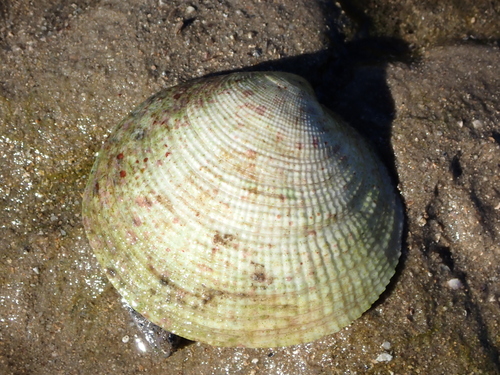 Codakia tigerina observed 2026-07-14