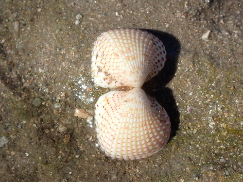 Fragum unedo observed 2026-07-14