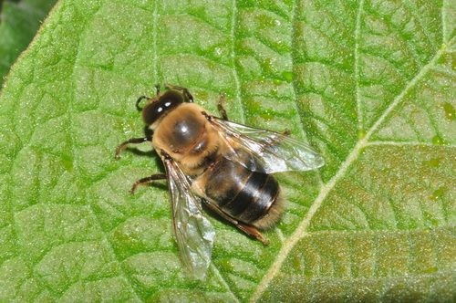 Western Honey Bee
