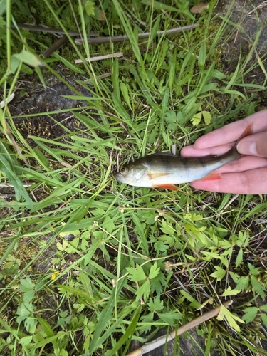 European Perch