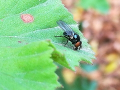 Neosilba