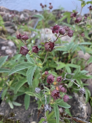 marsh cinquefoil