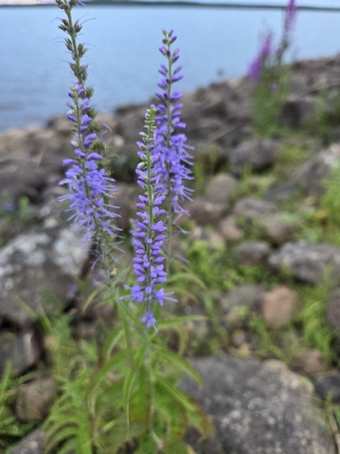Long-leaved Speedwell