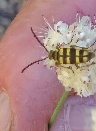 iNaturalist observation photo of Stenostrophia tribalteata