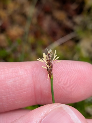 Eleocharis multicaulis, photograph 3