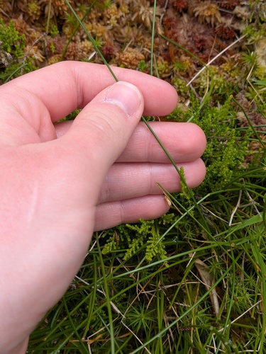 Eleocharis multicaulis, photograph 4