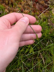 Eleocharis multicaulis, photograph (c) Michael, Antoni and Nihat Hinczewski, some rights reserved (CC BY)