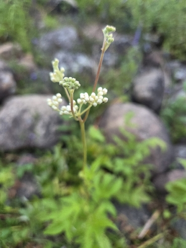 Meadowsweet