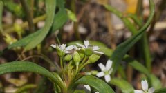 Claytonia parviflora viridis