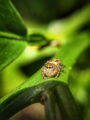 Salticidae