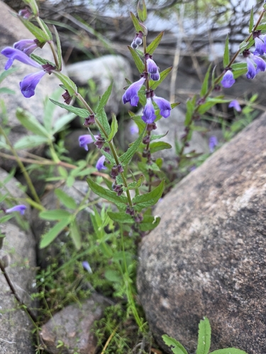 Marsh Skullcap