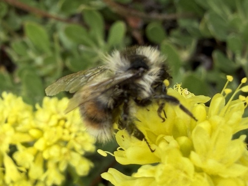 iNaturalist observation photo of Forest Bumble Bee