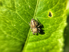 Salticidae