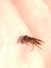 Bibio xanthopus