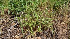 Claytonia parviflora viridis