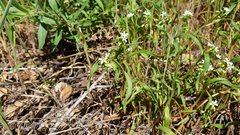 Claytonia parviflora viridis