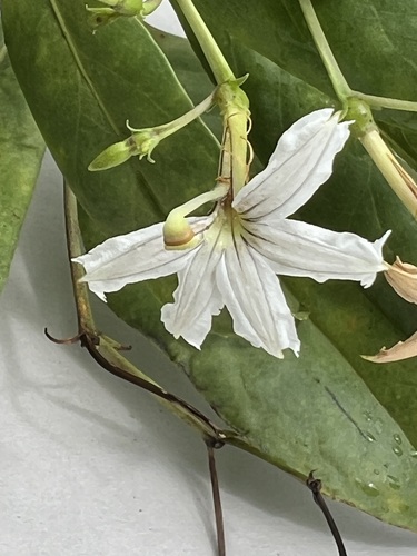 Scaevola gaudichaudiana observed 2025-10-30