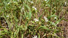 Claytonia parviflora viridis